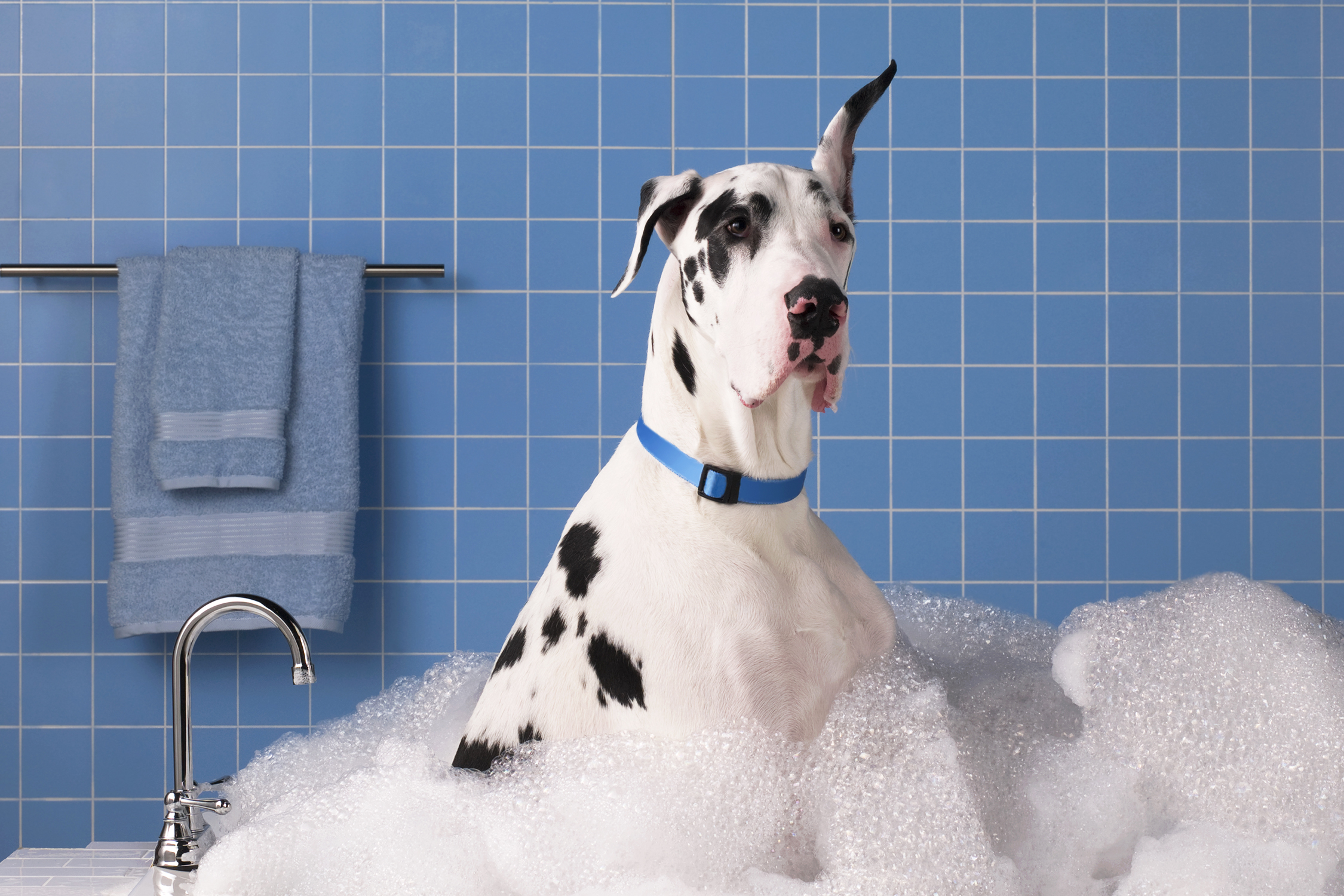 Κομμωτήριο Σκύλων Άλιμος